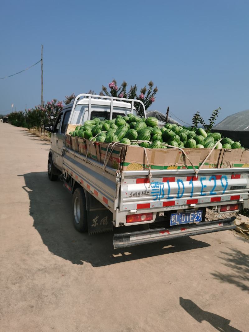 早春红玉🍉