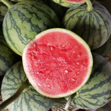 早春红玉🍉