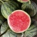 早春红玉🍉
