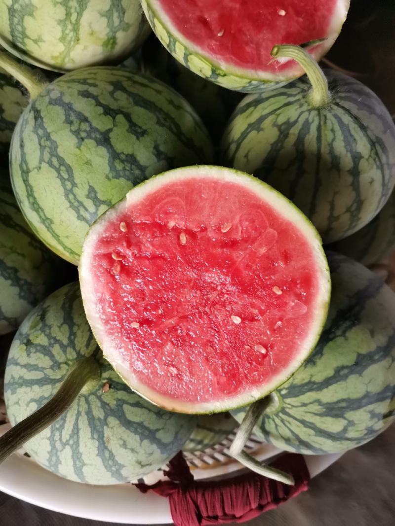 早春红玉🍉