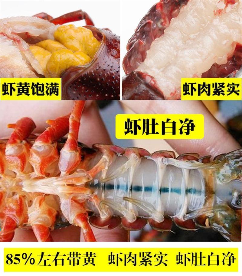 湖北潜江淡水小龙虾，肉质饱满、物流直达，酒店餐饮专用！