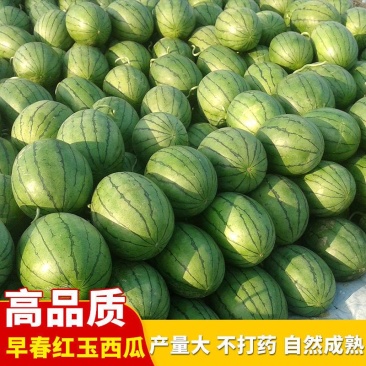 早春红玉
