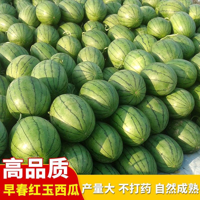 早春红玉