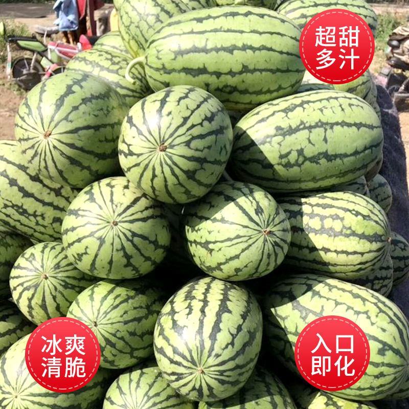 早春红玉