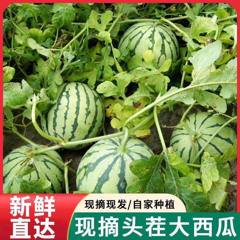 早春红玉