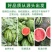 早春红玉