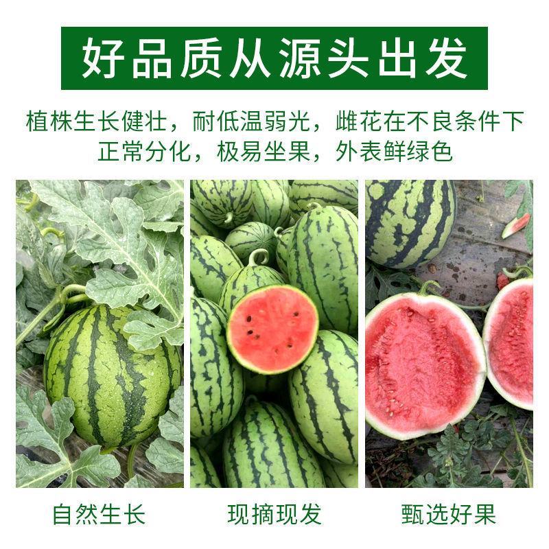 早春红玉