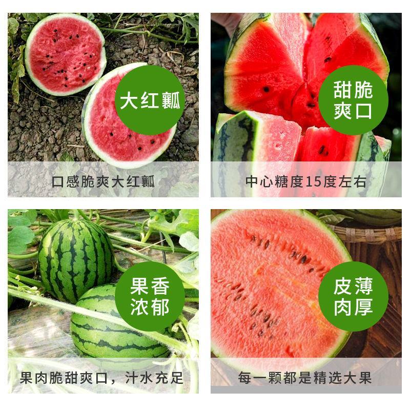 早春红玉