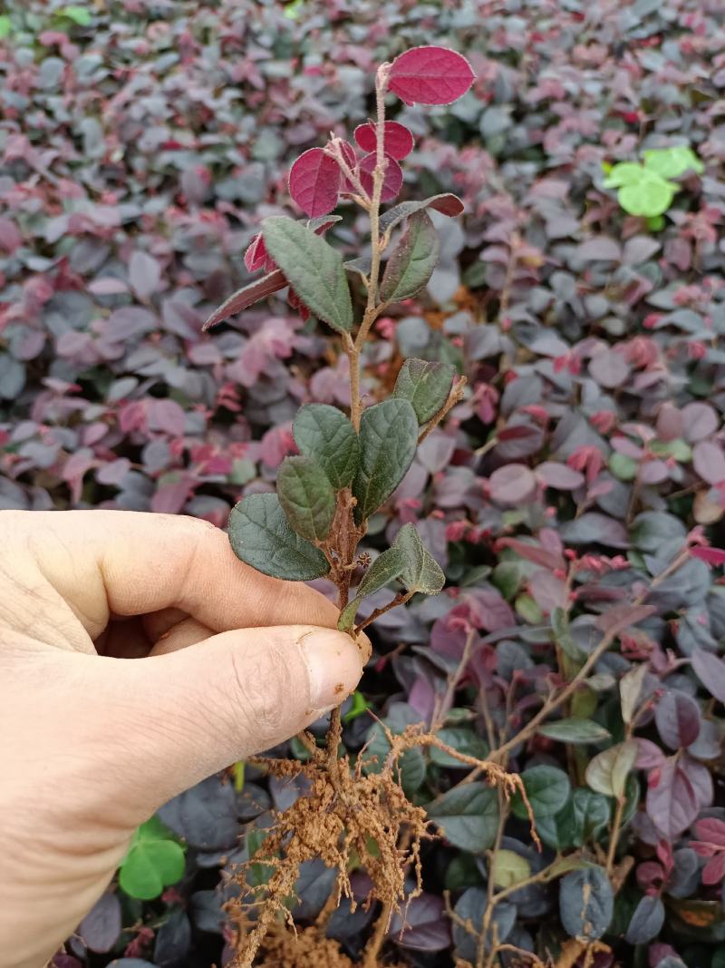 红花继木