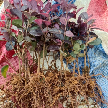 红花继木