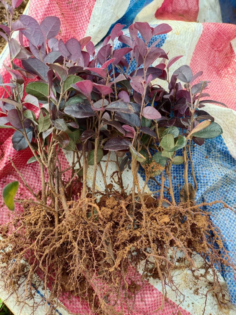 红花继木