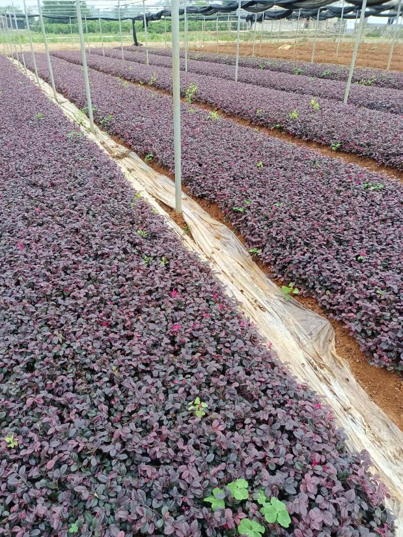 红花继木
