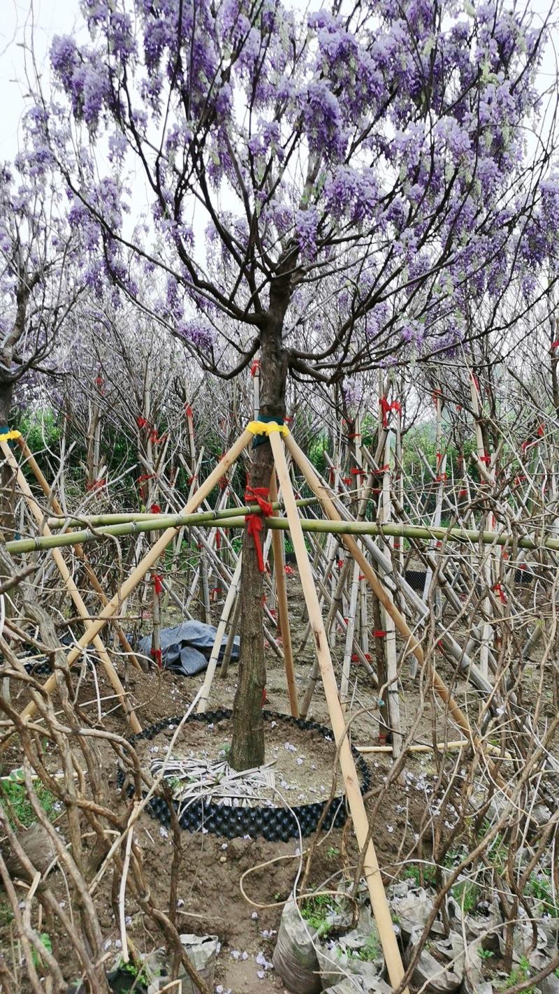 供应2一1o公分紫藤凌宵