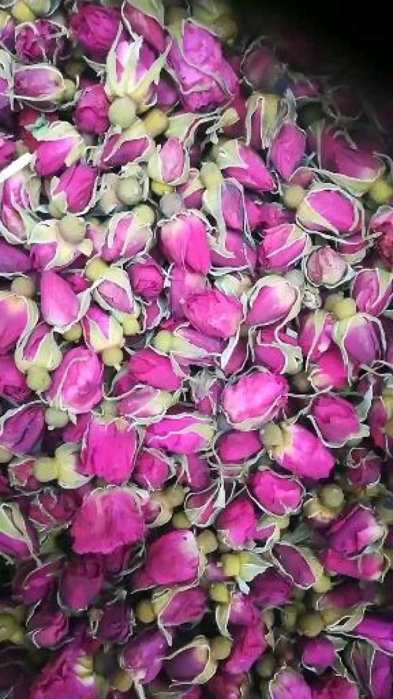平阴玫瑰花蕾玫瑰原产地基地直供