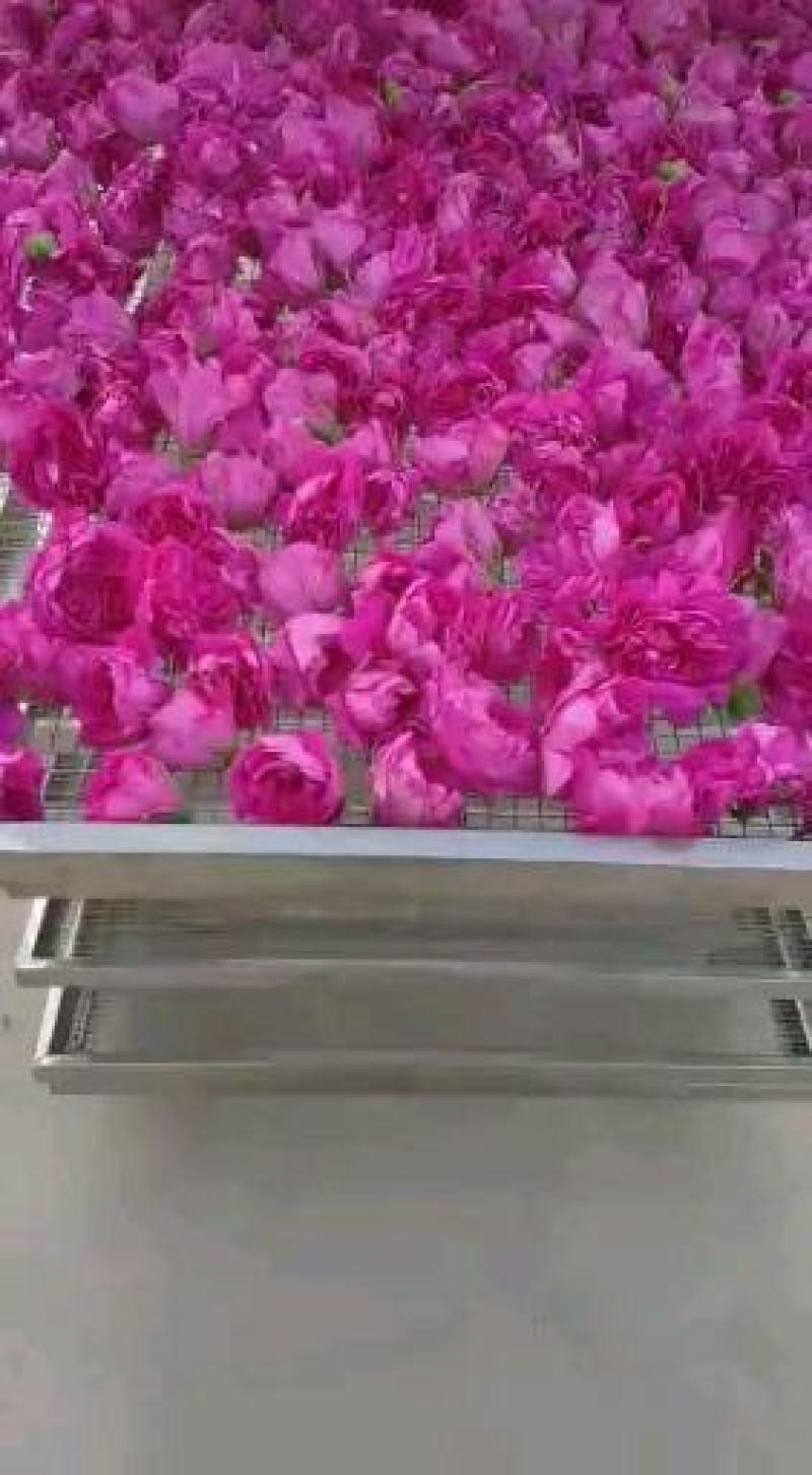 玫瑰花冠茶平阴玫瑰原产地基地直供
