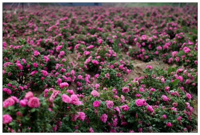 玫瑰花冠茶平阴玫瑰原产地基地直供
