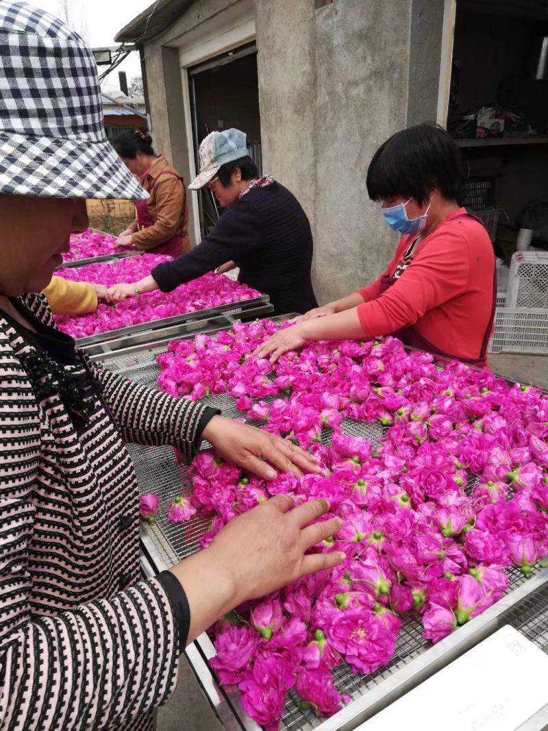 玫瑰花冠茶平阴玫瑰原产地基地直供