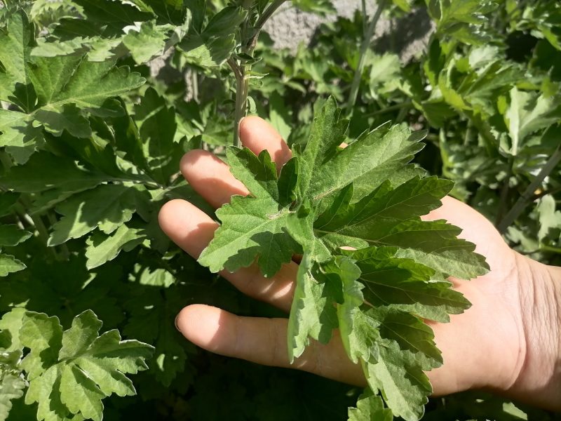 端午节干艾叶不带杆子纯干大白叶子泡脚泡澡月子婴儿洗浴