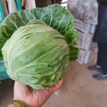 邯郸甘蓝