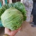 邯郸甘蓝