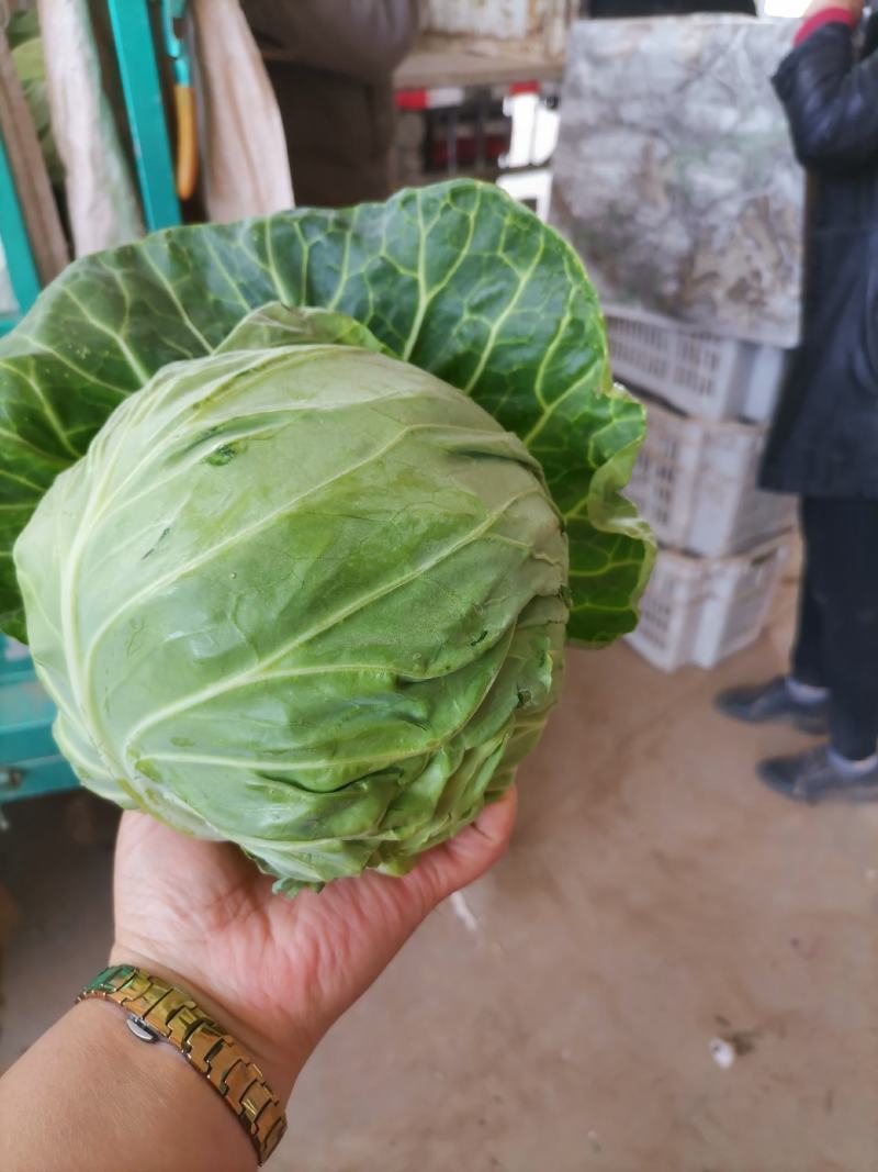 邯郸甘蓝