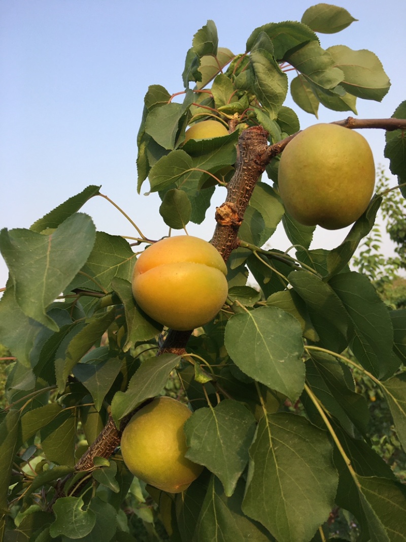 陕西金太阳丰源红凯特杏上市，货源充足，价格合理，大量有