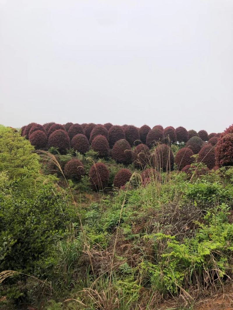 红叶石楠球，成活率高，量大从优，各种规格齐全