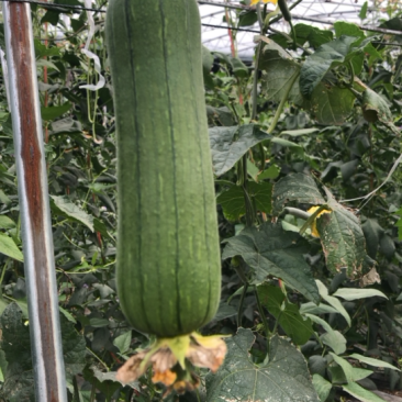 短肉丝瓜即将大量上市