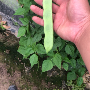 精品扁豆大量上市价格优惠质量保证