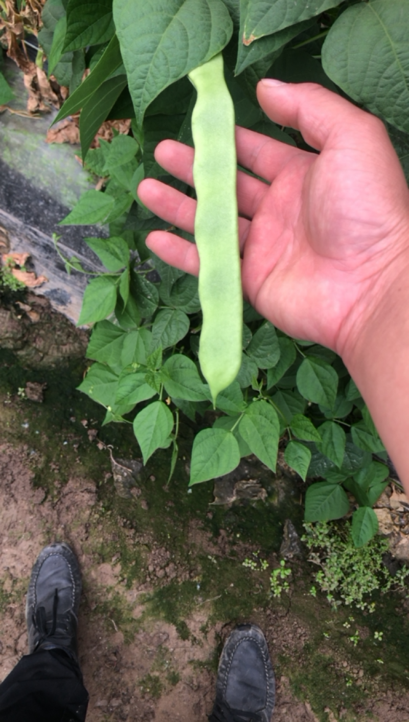 精品扁豆大量上市价格优惠质量保证
