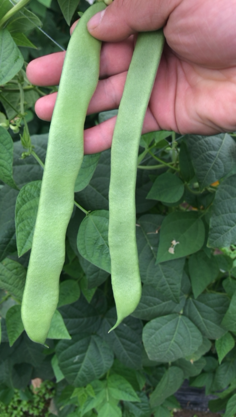 精品扁豆大量上市价格优惠质量保证