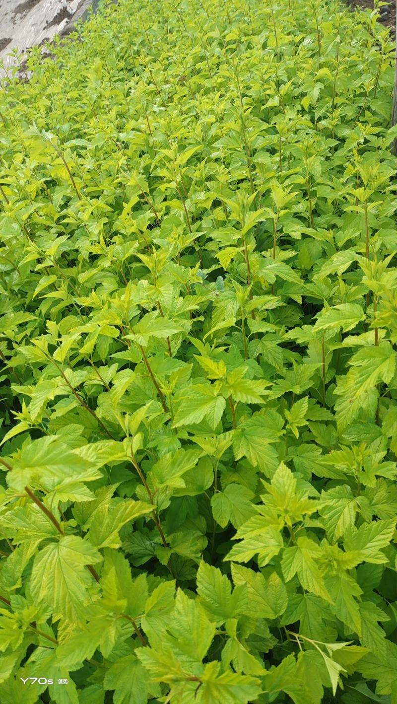 营养杯金叶枫箱果高60厘米杯子13/15厘米