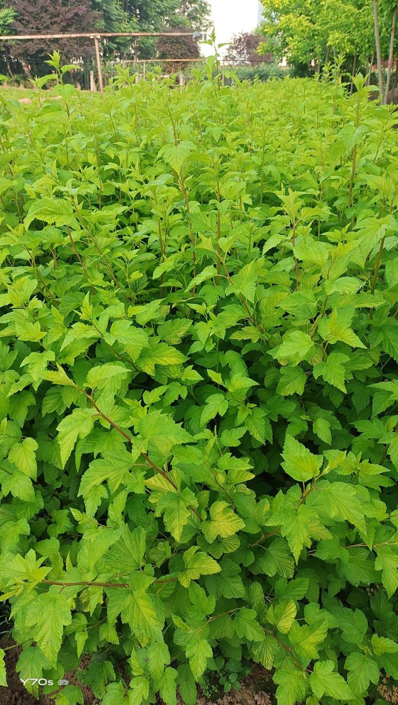 营养杯金叶枫箱果高60厘米杯子13/15厘米