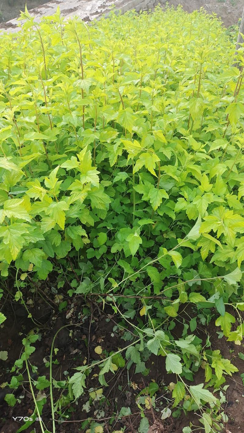 营养杯金叶枫箱果高60厘米杯子13/15厘米