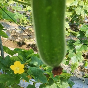 特级短毛节瓜口感脆爽
