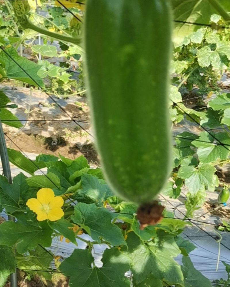 特级短毛节瓜口感脆爽