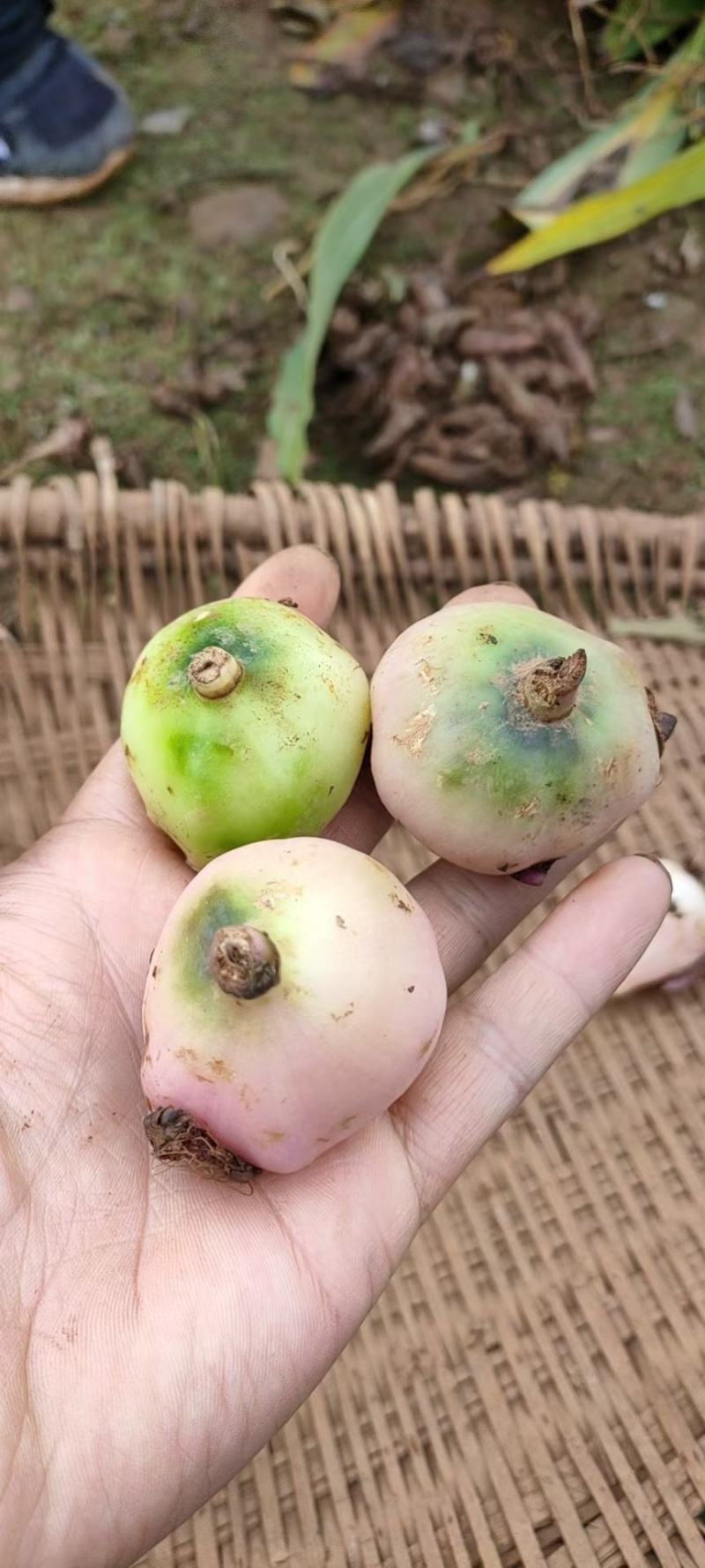 冰球子苗，山慈菇，云南独蒜兰，杜鹃兰，独叶白芨一年苗