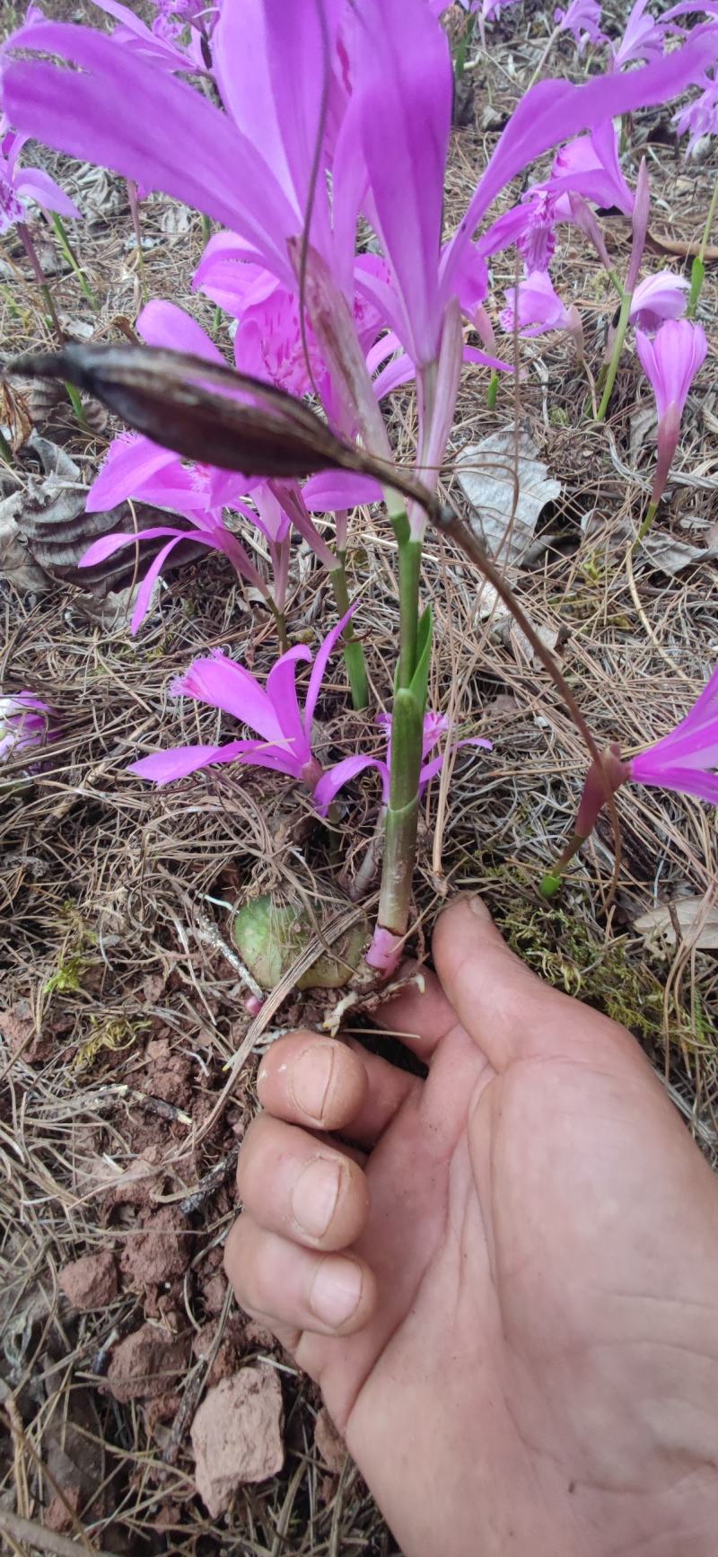 冰球子苗，山慈菇，云南独蒜兰，杜鹃兰，独叶白芨一年苗