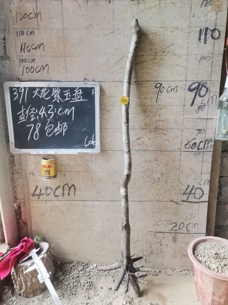 紫玉盘大花紫玉盘藤蕉紫玉盆栽盆景野山蕉盆栽