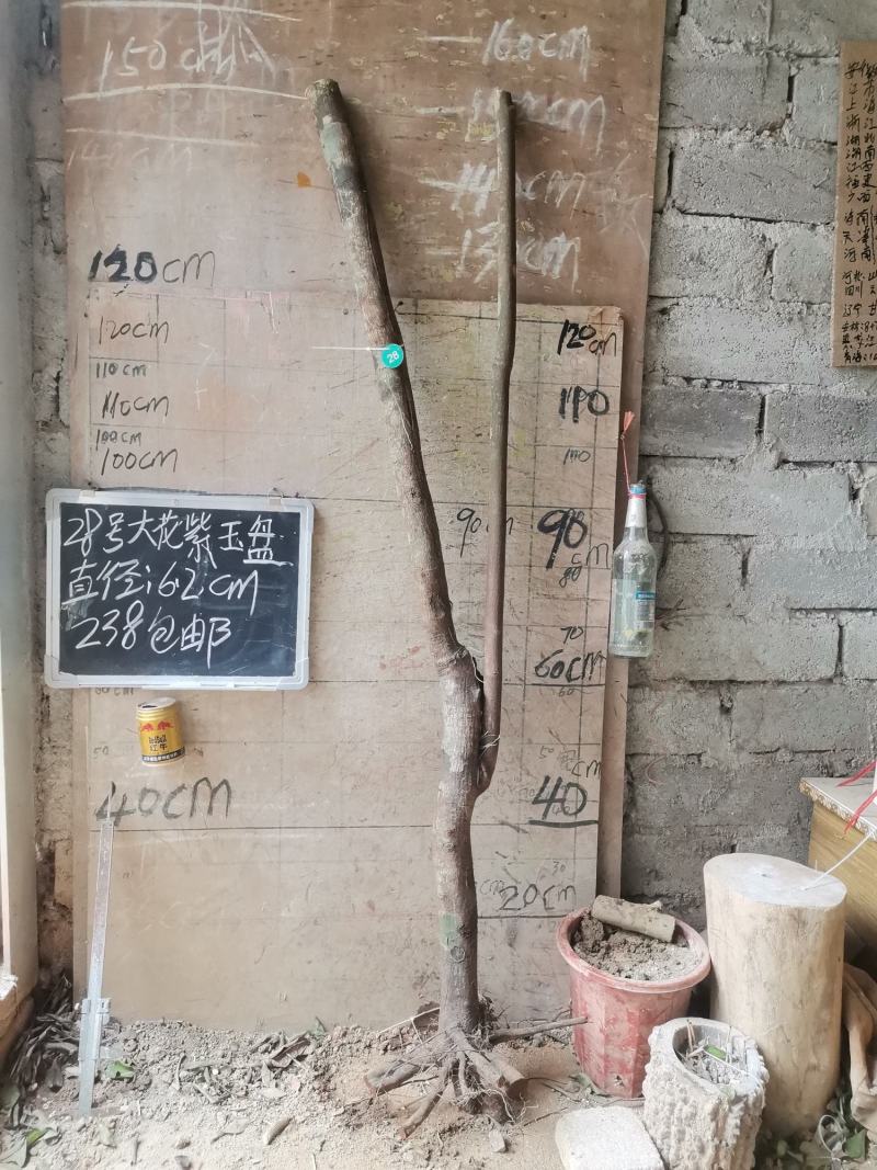 紫玉盘大花紫玉盘藤蕉紫玉盆栽盆景野山蕉盆栽