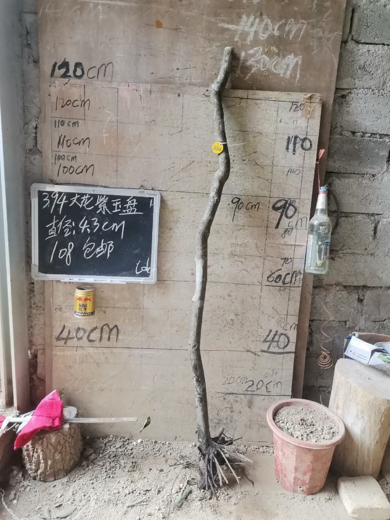 紫玉盘大花紫玉盘藤蕉紫玉盆栽盆景野山蕉盆栽
