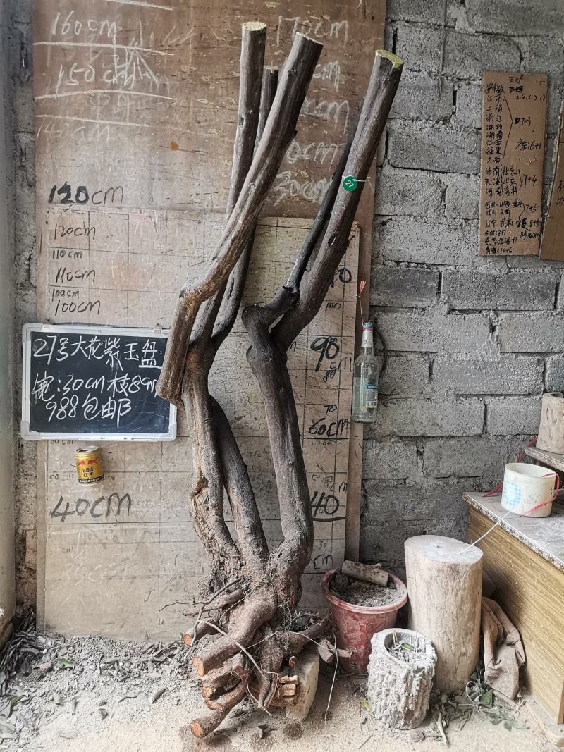 紫玉盘大花紫玉盘藤蕉紫玉盆栽盆景野山蕉盆栽