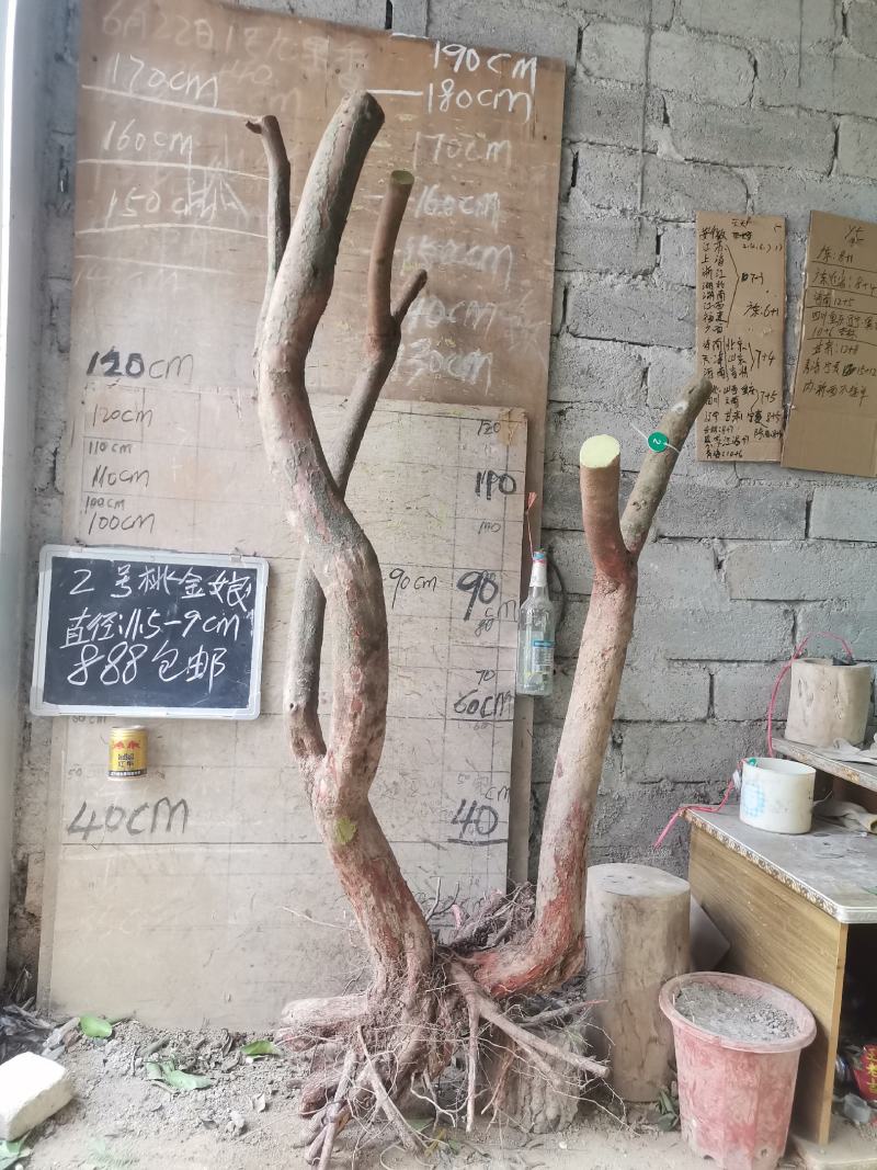 桃金娘大树稔子树桃金娘盆景