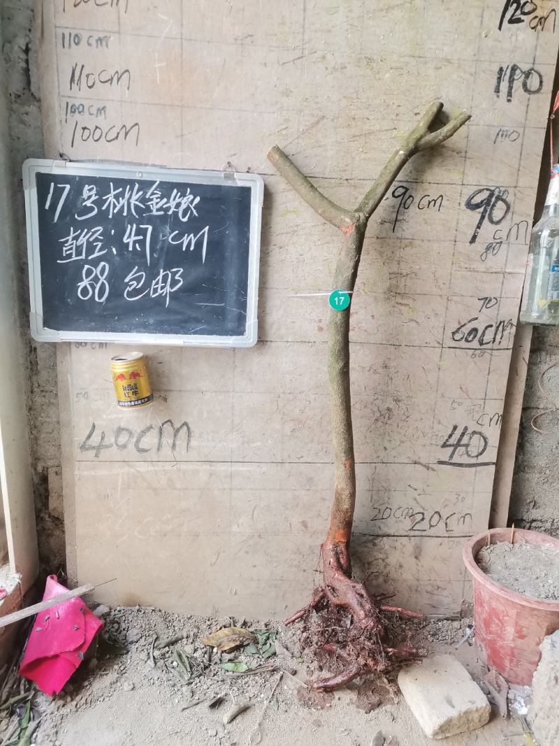 桃金娘大树稔子树桃金娘盆景