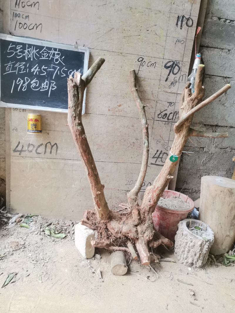 桃金娘大树稔子树桃金娘盆景