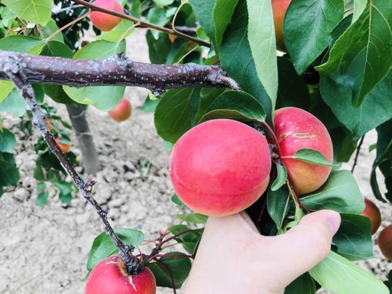 杏。陕西大黄杏。金太阳。丰原红。