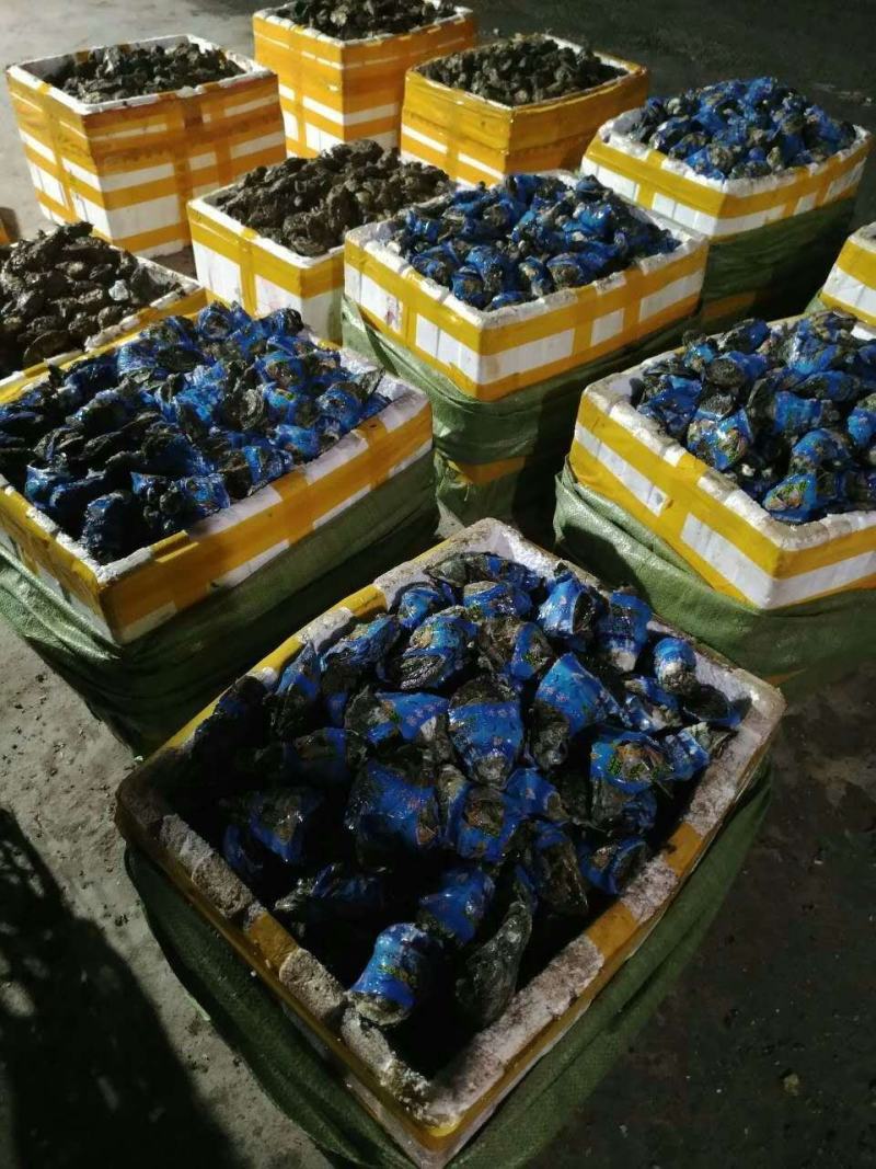 生蚝纯净生蚝营养佳品