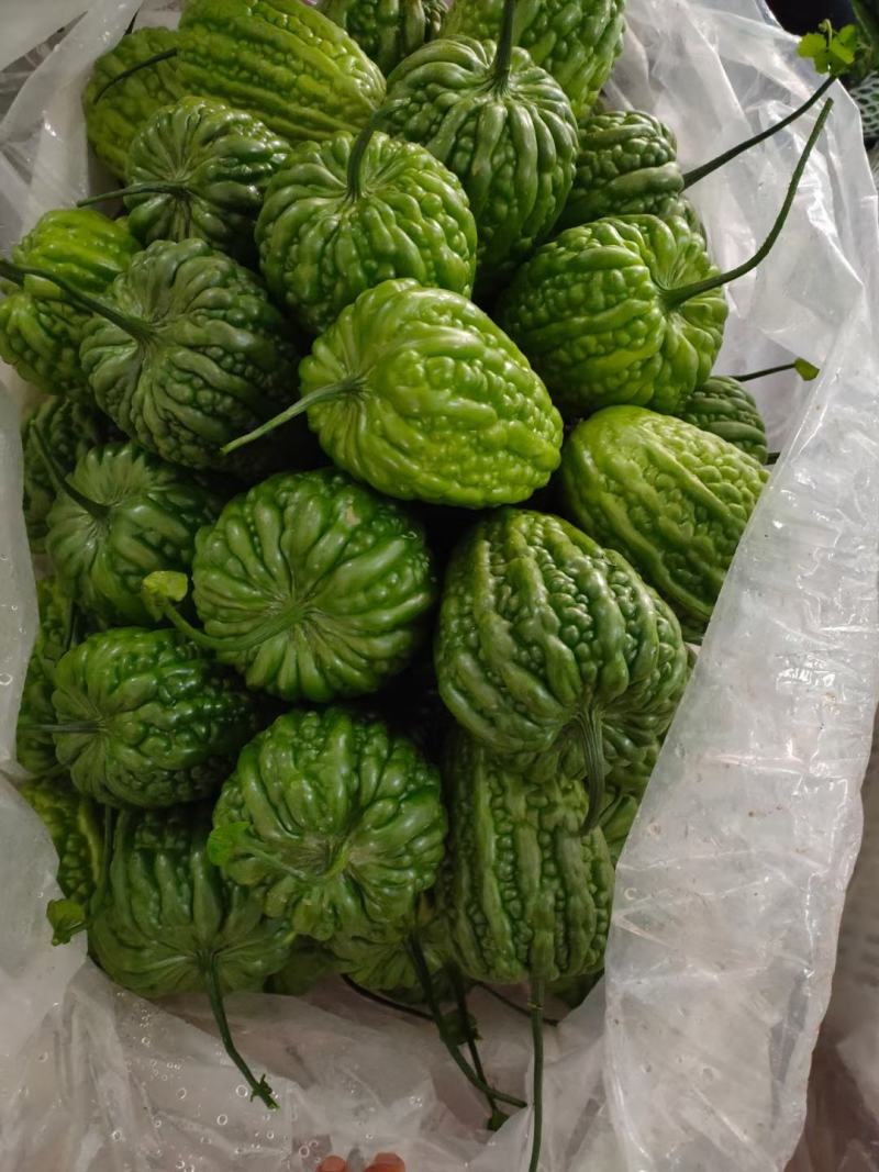 特级大顶苦瓜价格优惠
