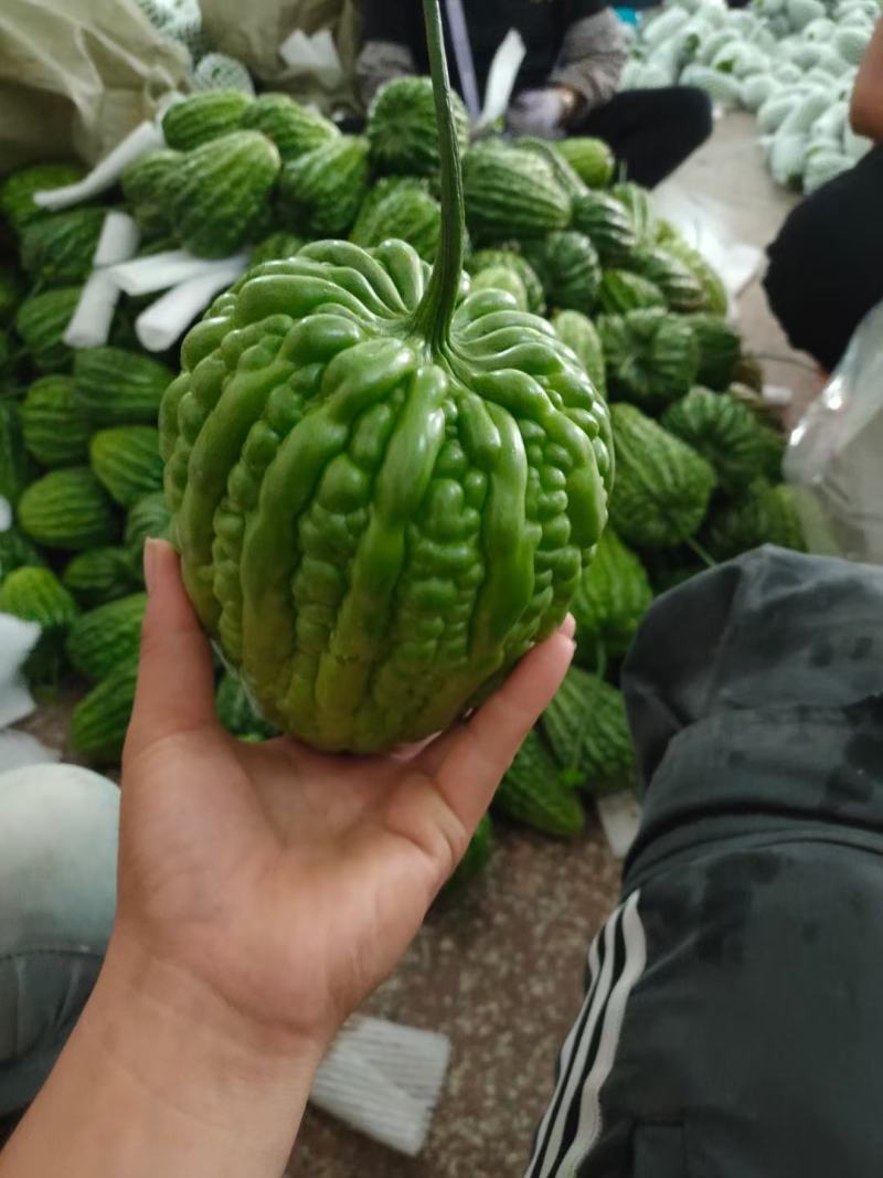 特级大顶苦瓜价格优惠