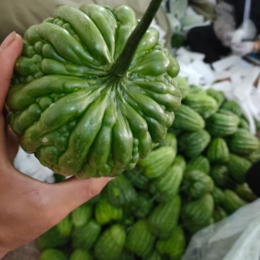 特级大顶苦瓜价格优惠